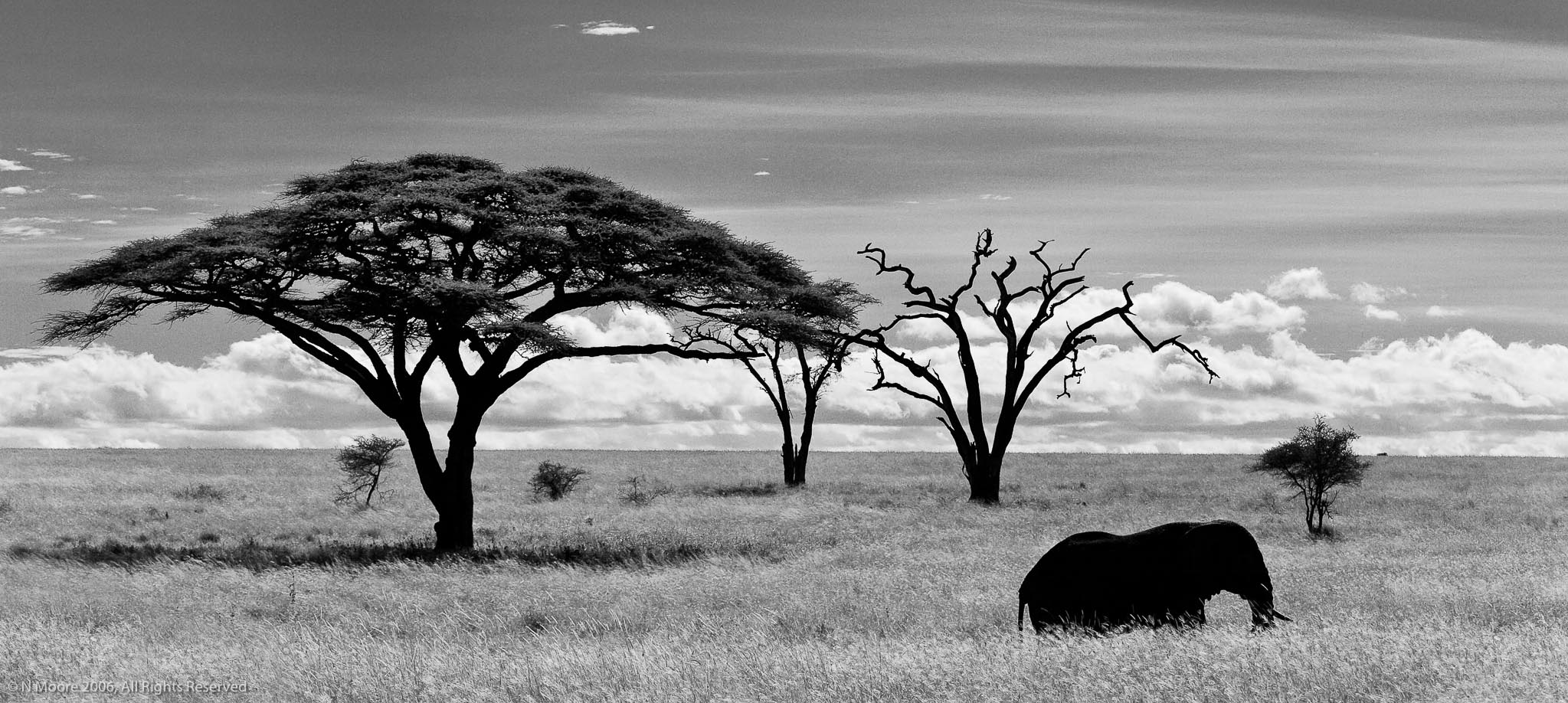 Passing through, Serengeti