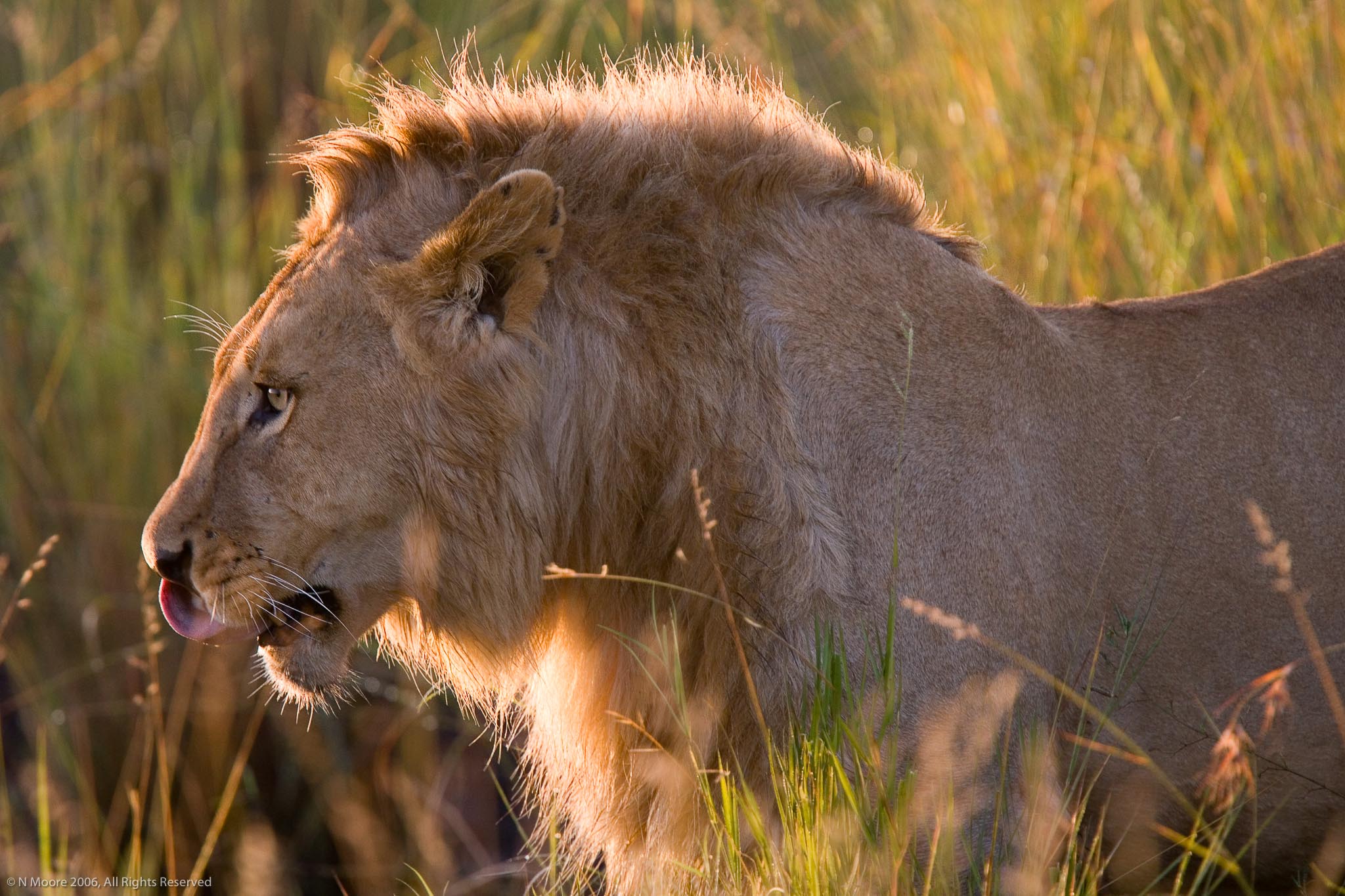Morning hunt, Serengeti
