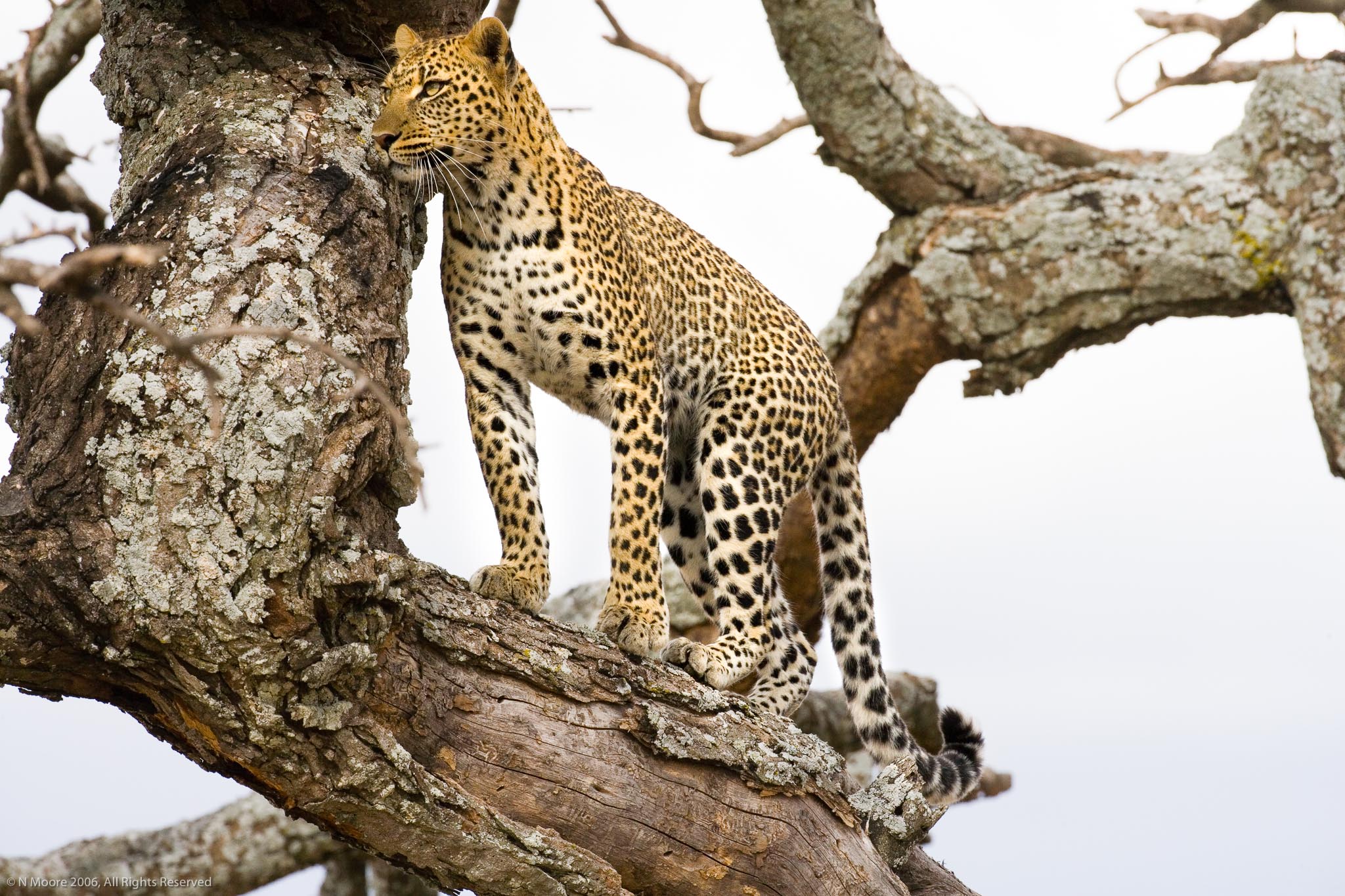 Inquisitive leopard I, Serengeti