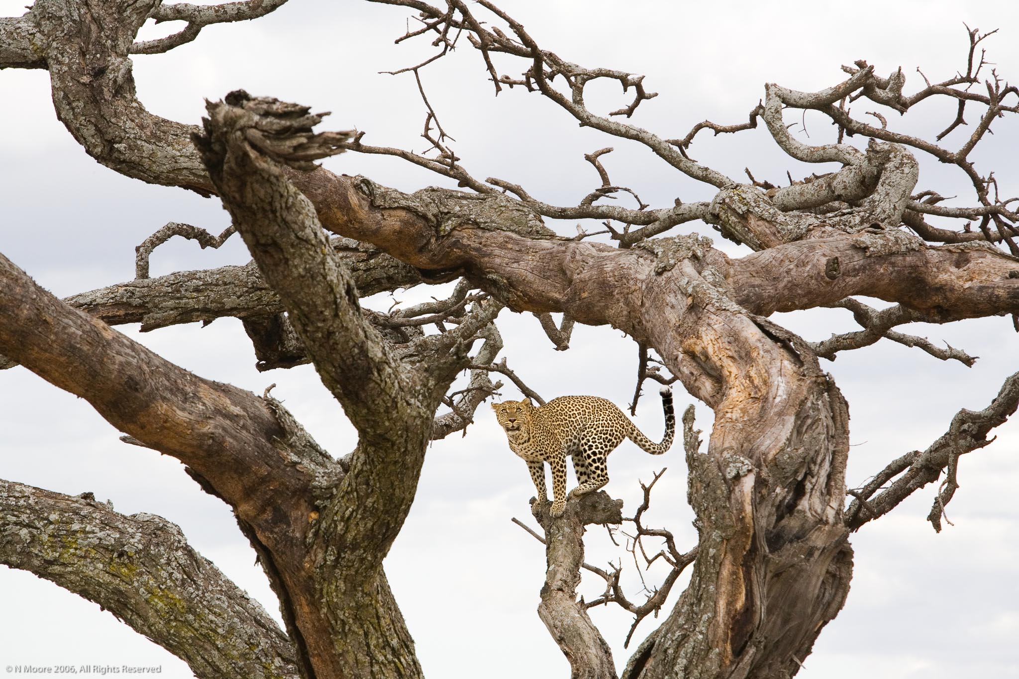 Inquisitive leopard II, Serengeti