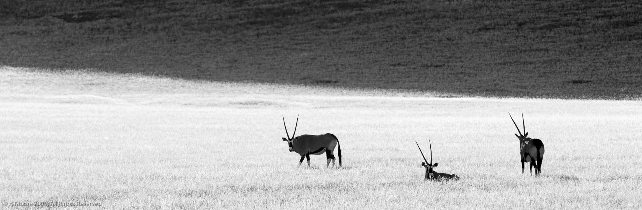 Namibrand gemsbok