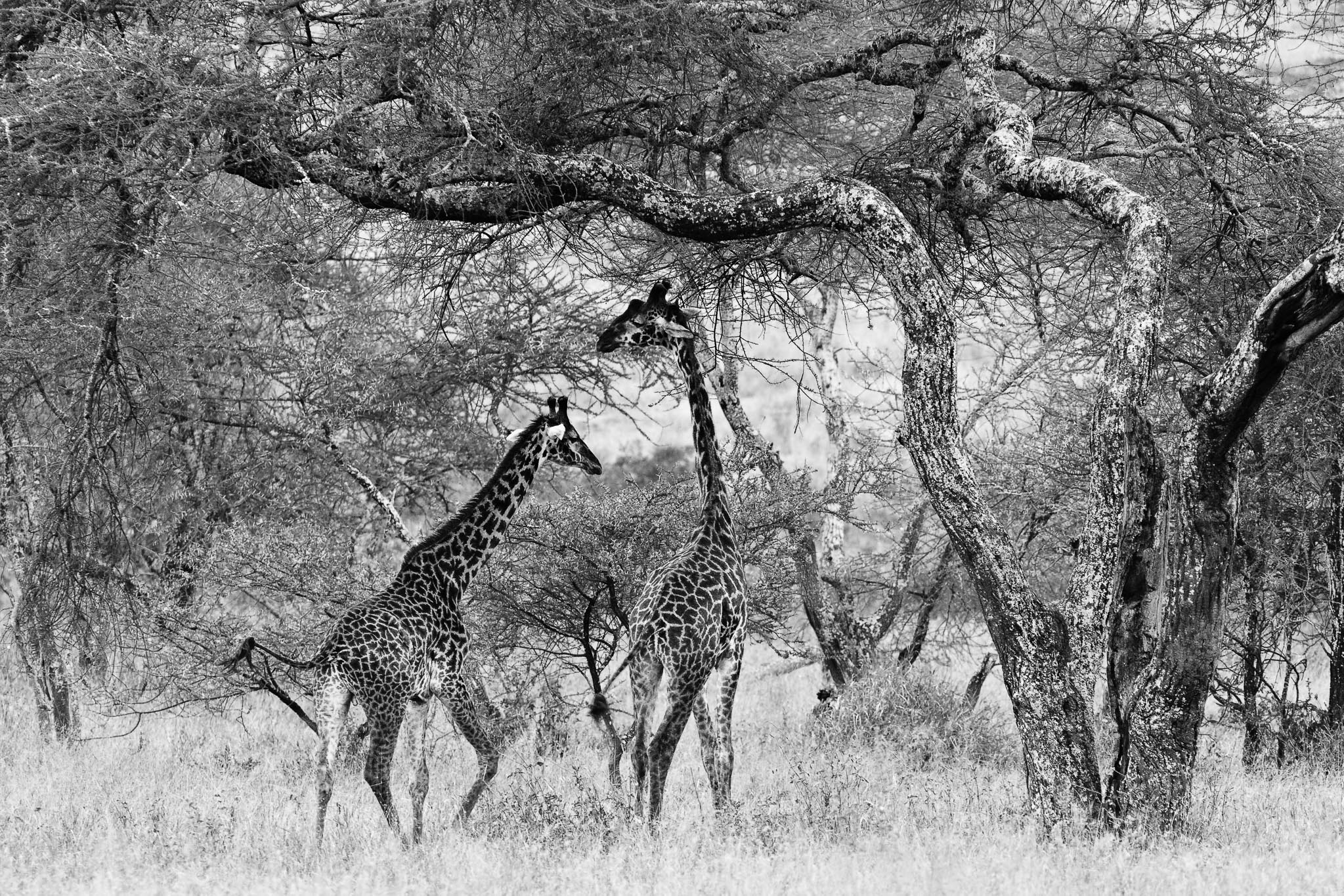 Giraffe tapestry