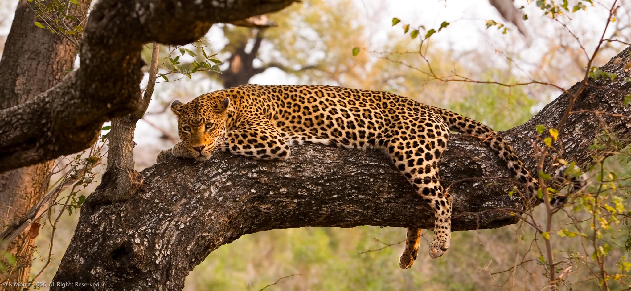 Londolozi leopard
